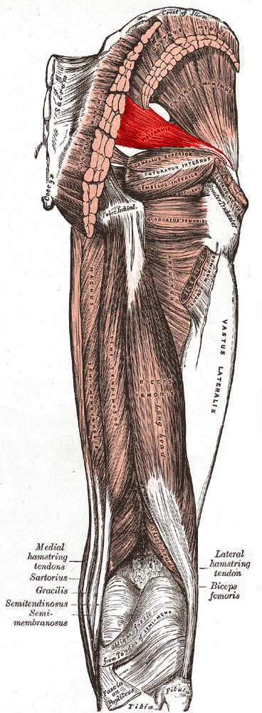 Opposite side piriformis