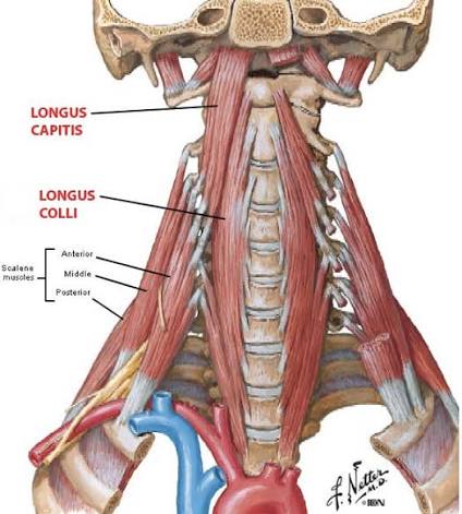 Anatomical illustration of the neck region
